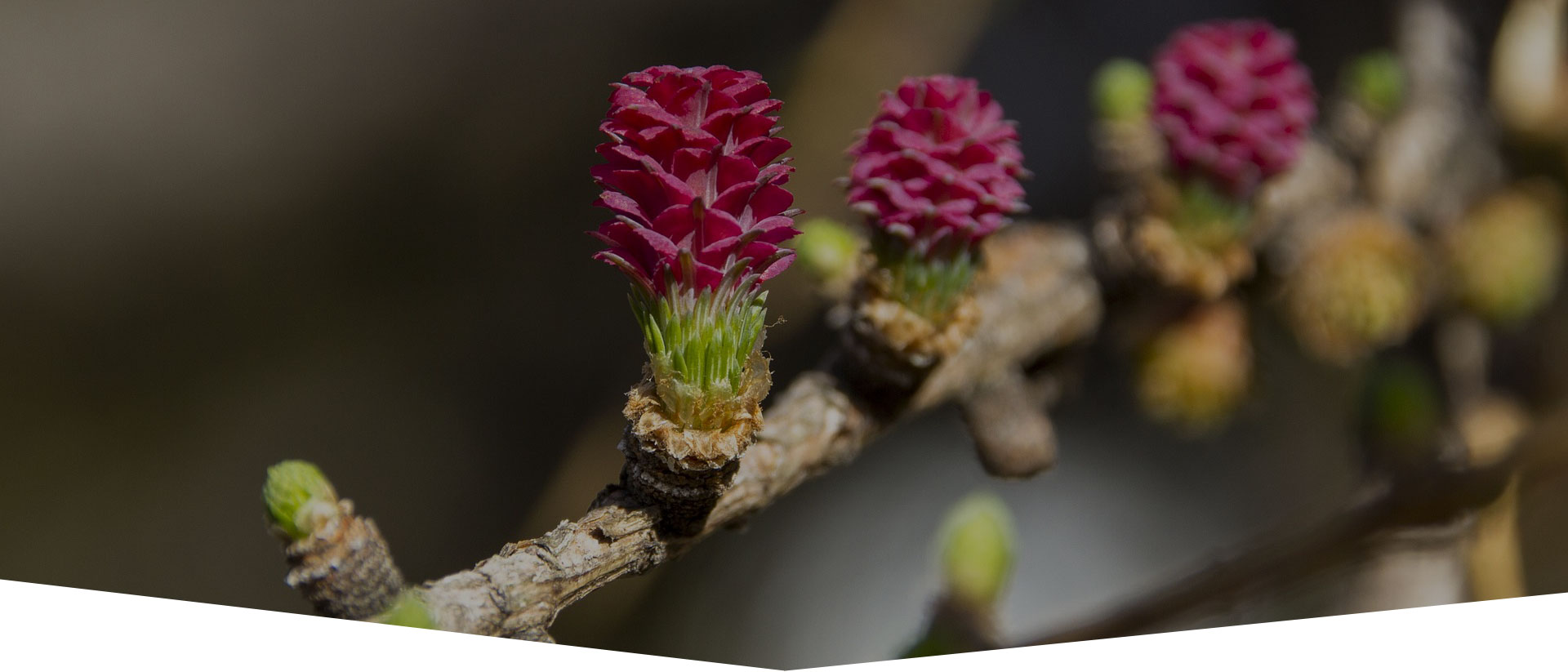 Grume de bois Hautes-Alpes (05)