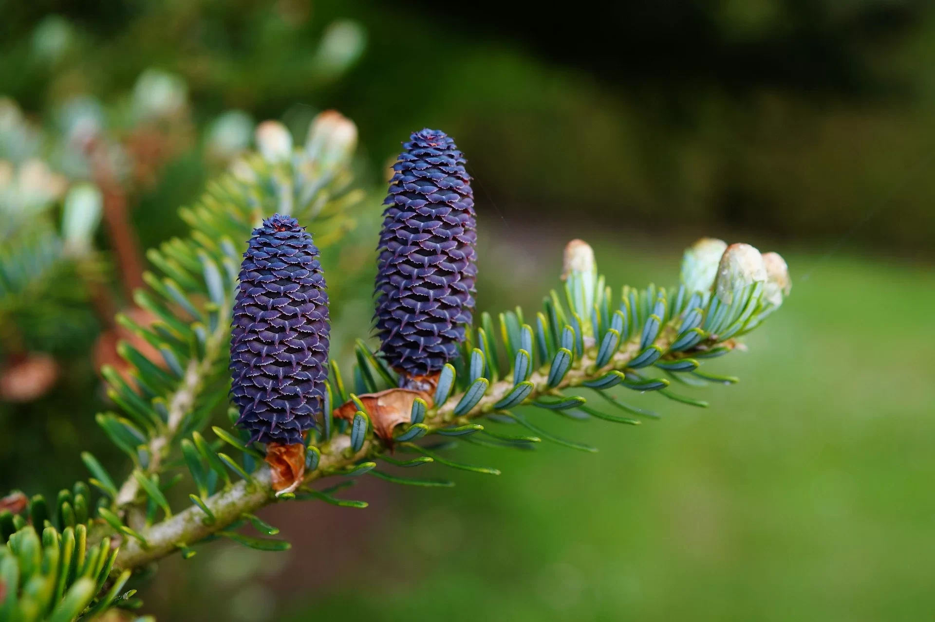 grume sapin gap