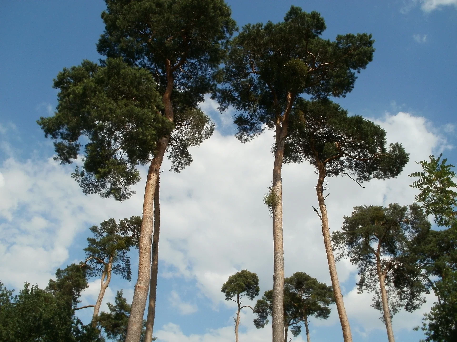 grume pins gap